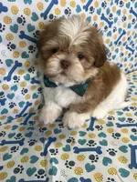 Bryan, a male Shih Tzu for sale in Belleview, FL – Photo 3 of 4
