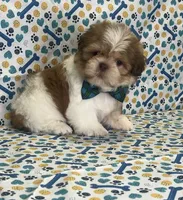 Bryan, a male Shih Tzu for sale in Belleview, FL – Photo 4 of 4