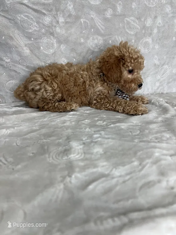 Luca – Poodle - Toy  puppy for sale in Belleview, FL