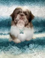 Thor, a male Shih Tzu for sale in Belleview, FL – 2 of 3