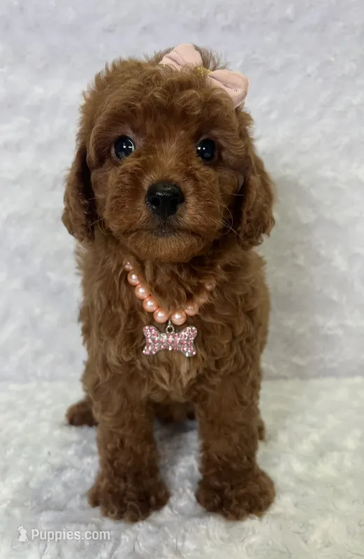 Susy – Poodle - Toy  puppy for sale in Belleview, FL
