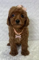 Susy, a female Poodle - Toy  for sale in Belleview, FL – 1 of 3