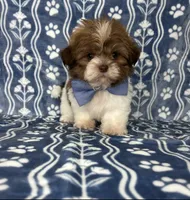 Noah, a male Shih Tzu for sale in Belleview, FL – 1 of 4