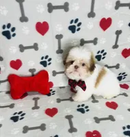 processed/ff79d3b2-d79c-499d-9994-b9ea62771619/listing/d520f01d-a7b5-412c-bf01-220d87136022/20c69129-105c-4ff4-bf08-b64262560d97