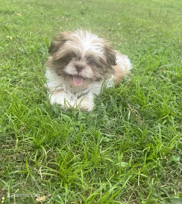 Liam – Shih Tzu puppy for sale in Belleview, FL