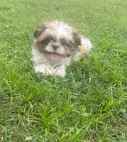 Liam, a male Shih Tzu for sale in Belleview, FL – 1 of 3