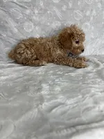 Luca, a male Poodle - Toy  for sale in Belleview, FL – 3 of 5