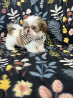 Noah, a male Shih Tzu for sale in Belleview, FL – 2 of 4
