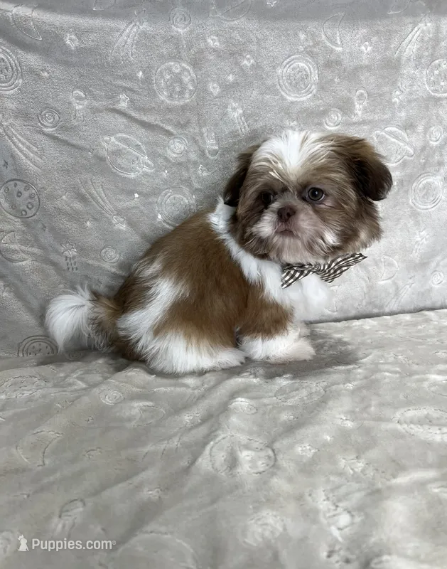 Liam – Shih Tzu puppy for sale in Belleview, FL