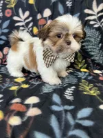 Noah, a male Shih Tzu for sale in Belleview, FL – 3 of 4