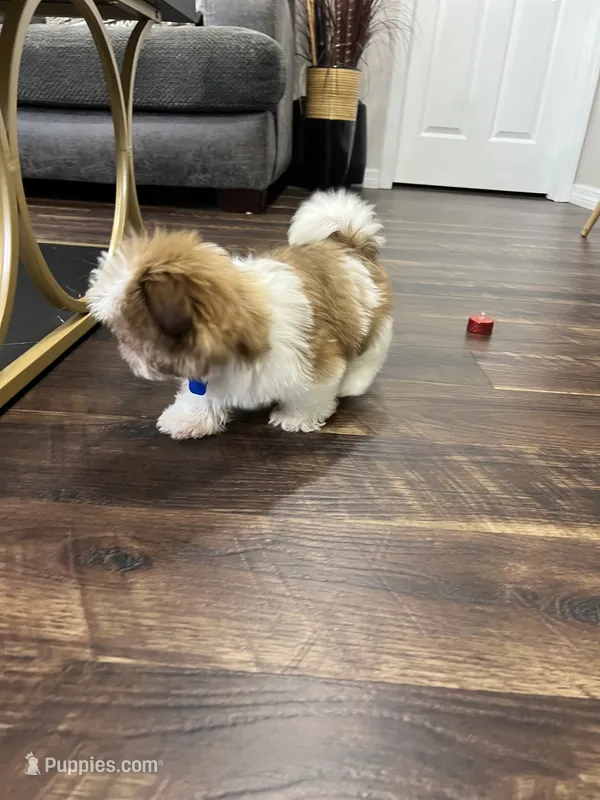 Liam – Shih Tzu puppy for sale in Belleview, FL