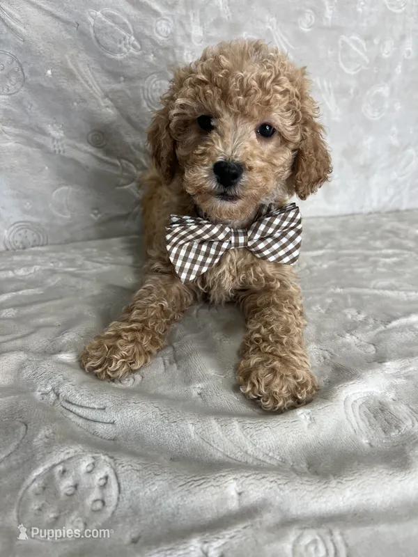 Luca – Poodle - Toy  puppy for sale in Belleview, FL