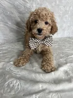 Luca, a male Poodle - Toy  for sale in Belleview, FL – 1 of 5