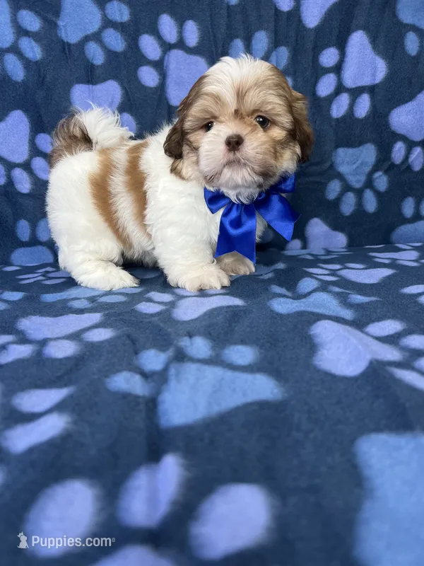 Adam – Shih Tzu puppy for sale in Belleview, FL