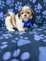 Adam, a male Shih Tzu for sale in Belleview, FL – 1 of 7