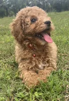 Sam, a male Poodle - Toy  for sale in Belleview, FL – 2 of 4