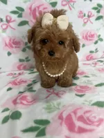 Nova, a female Poodle - Toy  for sale in Belleview, FL – 4 of 4