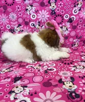 Olivia, a female Shih Tzu for sale in Belleview, FL – Photo 4 of 5