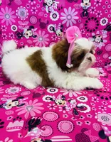 Olivia, a female Shih Tzu for sale in Belleview, FL – Photo 3 of 5