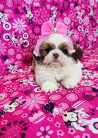 Olivia, a female Shih Tzu for sale in Belleview, FL – Photo 1 of 5