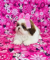 Olivia, a female Shih Tzu for sale in Belleview, FL – Photo 5 of 5