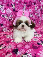 Olivia, a female Shih Tzu for sale in Belleview, FL – Photo 2 of 5