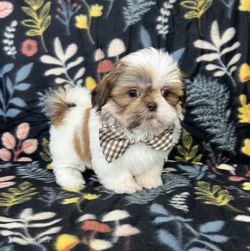 Noah – Shih Tzu puppy for sale in Belleview, FL