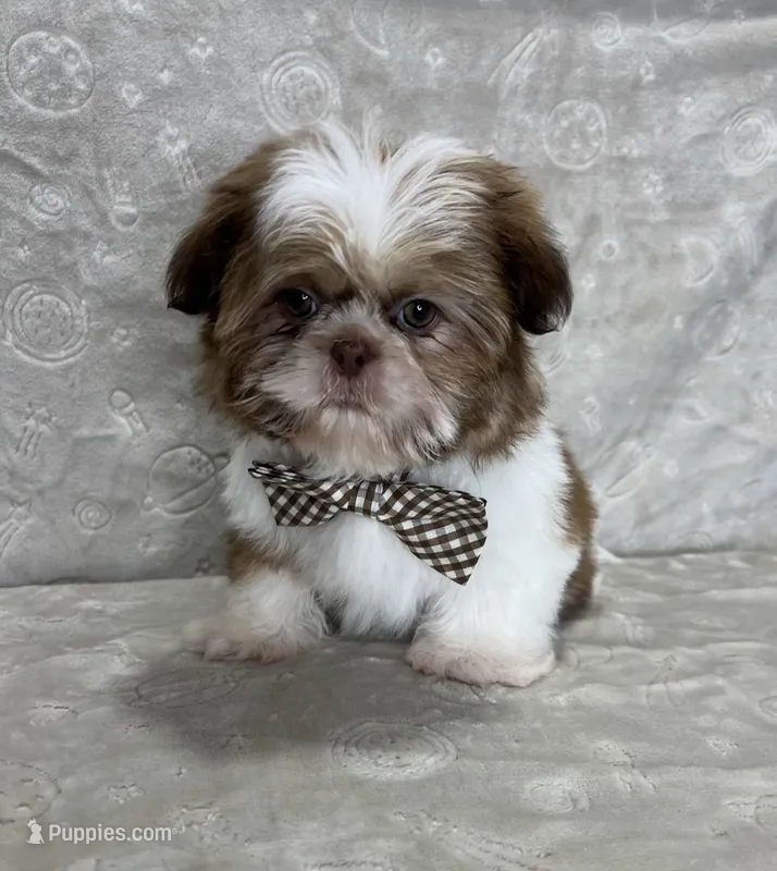 Liam – Shih Tzu puppy for sale in Belleview, FL