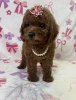 Dalla, a female Poodle - Toy  for sale in Belleview, FL – 3 of 3