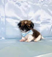 Fluffy , a male Shih Tzu for sale in Belleview, FL – Photo 4 of 4