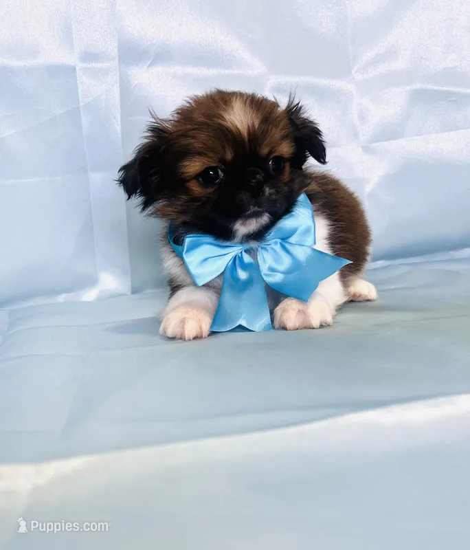 Fluffy , a male Shih Tzu for sale in Belleview, FL – Photo 1 of 4