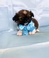 Fluffy , a male Shih Tzu for sale in Belleview, FL – Photo 1 of 4