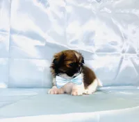 Fluffy , a male Shih Tzu for sale in Belleview, FL – Photo 2 of 4