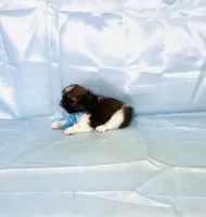Fluffy , a male Shih Tzu for sale in Belleview, FL – Photo 3 of 4