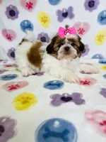 Eliana, a female Shih Tzu for sale in Belleview, FL – 3 of 4