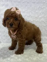Susy, a female Poodle - Toy  for sale in Belleview, FL – 3 of 3