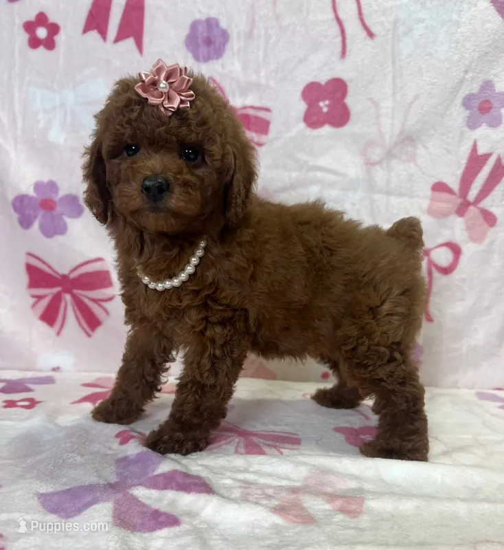Dalla – Poodle - Toy  puppy for sale in Belleview, FL