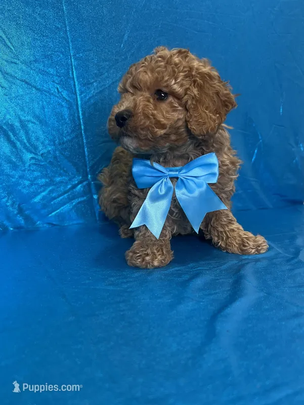 Ford, a male Poodle - Toy  for sale in Belleview, FL – Photo 1 of 4