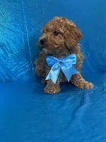 Ford, a male Poodle - Toy  for sale in Belleview, FL – Photo 1 of 4