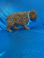 Ford, a male Poodle - Toy  for sale in Belleview, FL – Photo 3 of 4