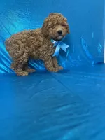 Ford, a male Poodle - Toy  for sale in Belleview, FL – Photo 4 of 4