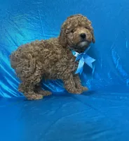 Ford, a male Poodle - Toy  for sale in Belleview, FL – Photo 2 of 4
