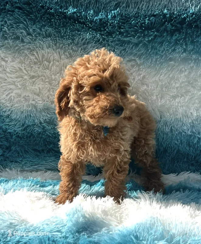 Luca – Poodle - Toy  puppy for sale in Belleview, FL