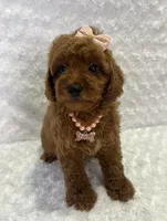 Susy, a female Poodle - Toy  for sale in Belleview, FL – 2 of 3