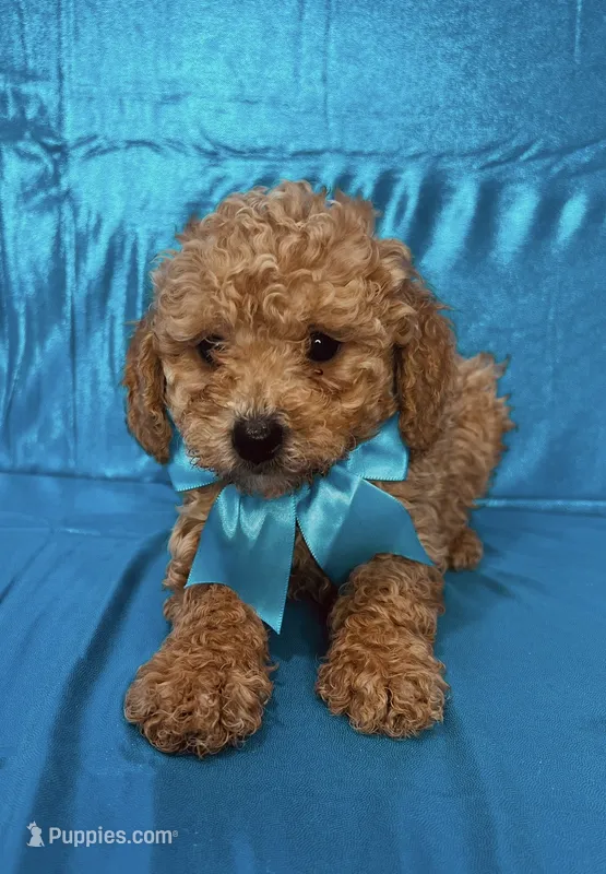 Ford – Poodle - Toy  puppy for sale in Belleview, FL