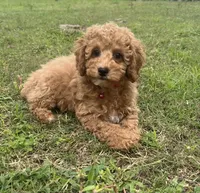 Sam, a male Poodle - Toy  for sale in Belleview, FL – 3 of 4
