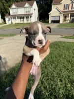 no names, a female American Bulldog for sale in Charlotte, NC – 9 of 9