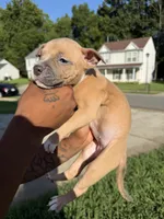no names, a female American Bulldog for sale in Charlotte, NC – 5 of 9