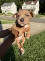 no names, a female American Bulldog for sale in Charlotte, NC – 4 of 9