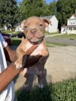 no names, a female American Bulldog for sale in Charlotte, NC – 7 of 9